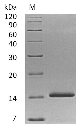 Recombinant Human Neurotrophin-3(NTF3) (Active)