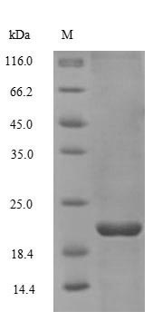 Recombinant Human Non-secretory ribonuclease(RNASE2)