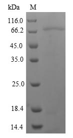 Recombinant Human Nuclear receptor subfamily 1 group I member 2 (NR1I2)