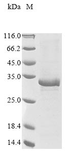 Recombinant Human Oncostatin-M-specific receptor subunit beta(OSMR),partial