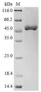 Recombinant Human Oxysterols receptor LXR-alpha(NR1H3)