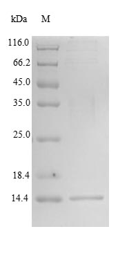 Recombinant Human Oxytocin-neurophysin 1(OXT),partial