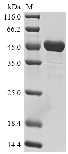 Recombinant Human Paired box protein Pax-5(PAX5)