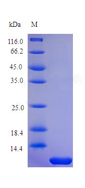 Recombinant Human Parathyroid hormone protein(PTH) (Active)