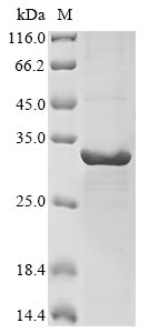 Recombinant Human Phosphatidylinositol 4,5-bisphosphate 3-kinase catalytic subunit gamma isoform(PIK3CG),partial