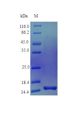 Recombinant Human Pleiotrophin protein(PTN) (Active)