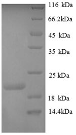 Recombinant Human Plexin-A1(PLXNA1),partial