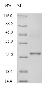 Recombinant Human Potassium-transporting ATPase subunit beta(ATP4B),Partial