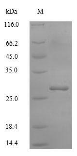 Recombinant Human Potassium-transporting ATPase subunit beta(ATP4B),partial