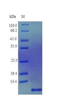 Recombinant Human Pro-neuregulin-1, membrane-bound isoform protein(NRG1),Partial (Active)