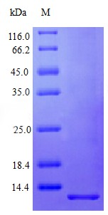 Recombinant Human Pro-neuregulin-1, membrane-bound isoform protein(NRG1),partial (Active)