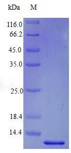 Recombinant Human Probetacellulin [Cleaved into: Betacellulin protein(BTC) (Active)