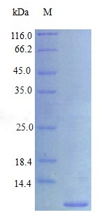 Recombinant Human Proepiregulin [Cleaved into: Epiregulin protein(EREG) (Active)