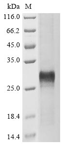 Recombinant Human Protein Wnt-5a(WNT5A),partial