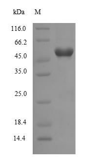 Recombinant Human Protein Wnt-7b(WNT7B)