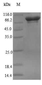 Recombinant Human RNA-binding protein 14(RBM14)