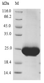 Recombinant Human Ras-related protein Rab-10(RAB10),partial