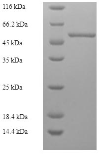Recombinant Human Renin receptor(ATP6AP2)