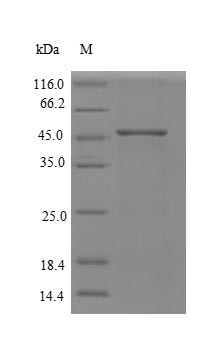 Recombinant Human Replication protein A 32KDA subunit(RPA2),partial