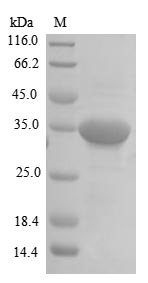 Recombinant Human Repulsive guidance molecule A(RGMA)