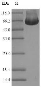 Recombinant Human RuvB-like 2(RUVBL2)