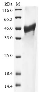 Recombinant Human SH3 domain-binding glutamic acid-rich-like protein(SH3BGRL)