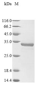 Recombinant Human SLAM family member 7(SLAMF7),partial