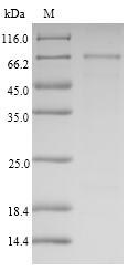 Recombinant Human Semenogelin-1(SEMG1)