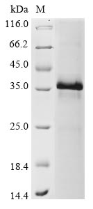 Recombinant Human Serine protease inhibitor Kazal-type 1(SPINK1),partial