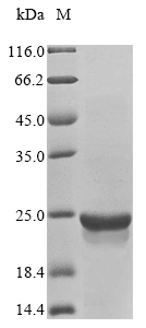 Recombinant Human Serine/threonine-protein kinase mTOR(MTOR),partial