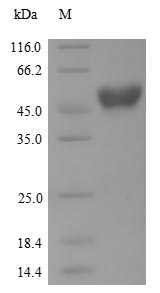 Recombinant Human Serotonin N-acetyltransferase(AANAT)
