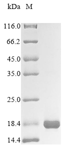 Recombinant Human Solute carrier family 2, facilitated glucose transporter member 1(SLC2A1),partial