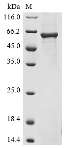 Recombinant Human Syntaxin-binding protein 1(STXBP1)