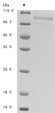 Recombinant Human T-cell immunoglobulin and mucin domain-containing protein 4(TIMD4),partial