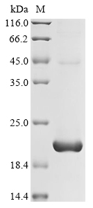 Recombinant Human T cell receptor beta constant 1(TRBC1),partial