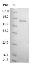 Recombinant Human TAF5-like RNA polymerase II p300/CBP-associated factor-associated factor 65KDA subunit 5L(TAF5L)