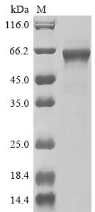 Recombinant Human TNF receptor-associated factor 3(TRAF3)