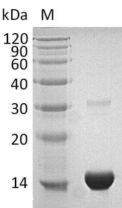 Recombinant Human Thioredoxin(TXN) (Active)