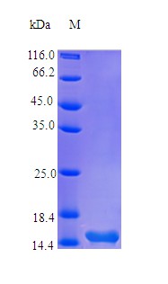 Recombinant Human Thymic stromal lymphopoietin protein(TSLP) (Active)