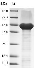 Recombinant Human Tissue factor(F3),partial