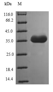 Recombinant Human Tomoregulin-1(TMEFF1),partial