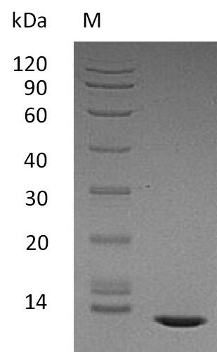 Recombinant Human Transforming growth factor beta-2 proprotein(TGFB2),partial (Active)
