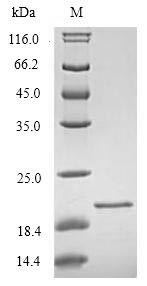 Recombinant Human Triggering receptor expressed on myeloid cells 2(TREM2),partial