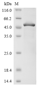 Recombinant Human Triggering receptor expressed on myeloid cells 2(TREM2),partial