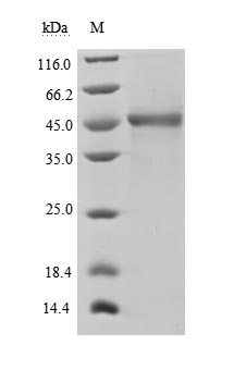 Recombinant Human Tumor necrosis factor ligand superfamily member 13B(TNFSF13B) ,partial (Active)
