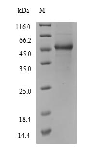 Recombinant Human Tumor necrosis factor ligand superfamily member 13B(TNFSF13B),partial,Biotinylated (Active)