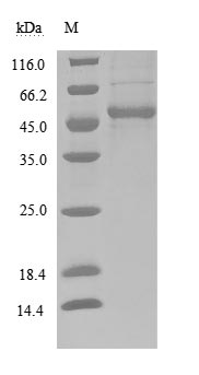 Recombinant Human Tumor necrosis factor ligand superfamily member 14(TNFSF14),partial (Active)