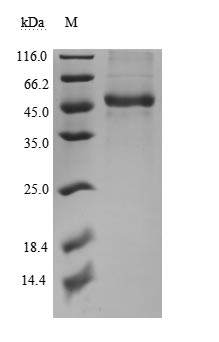 Recombinant Human Tumor necrosis factor ligand superfamily member 14(TNFSF14),partial,Biotinylated (Active)