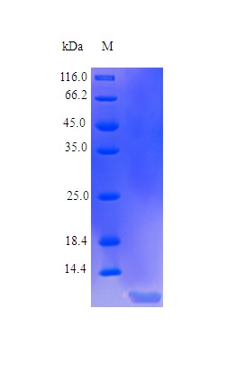 Recombinant Human Tumor necrosis factor receptor superfamily member 13C protein(TNFRSF13C) (Active)