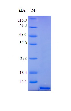 Recombinant Human Tumor necrosis factor receptor superfamily member 17 protein(TNFRSF17),partial (Active)